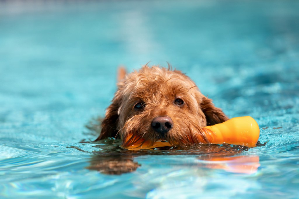 A brown dog enjoying the benefits of a salt water pool with a toy in its mouth.