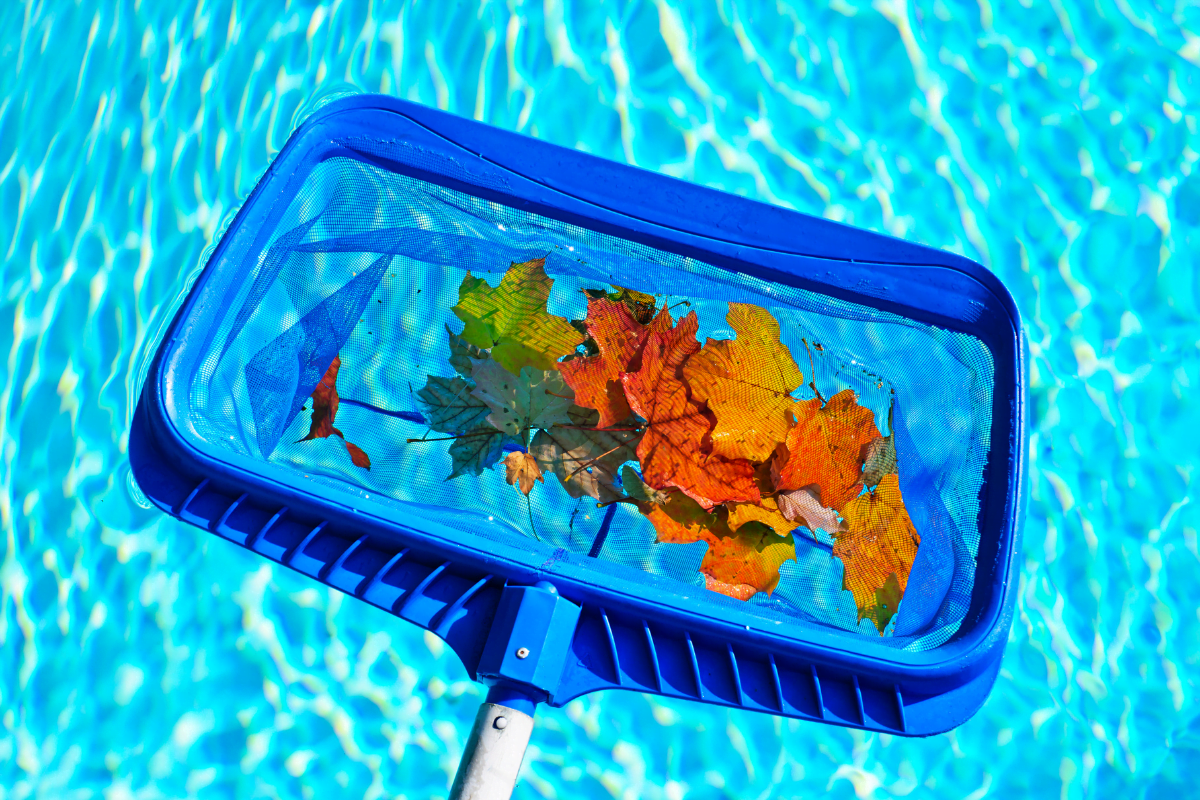 A blue pool skimmer net holds several colorful autumn leaves against the bright blue water, illustrating the importance of maintaining your pool water during the fall season.