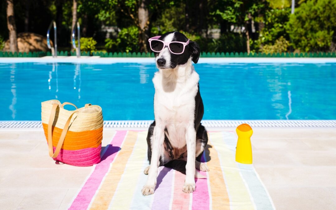 A black and white dog wearing sunglasses sits on a colorful towel by a poolside, demonstrating pool safety for dogs, with a straw hat and yellow bottle nearby.