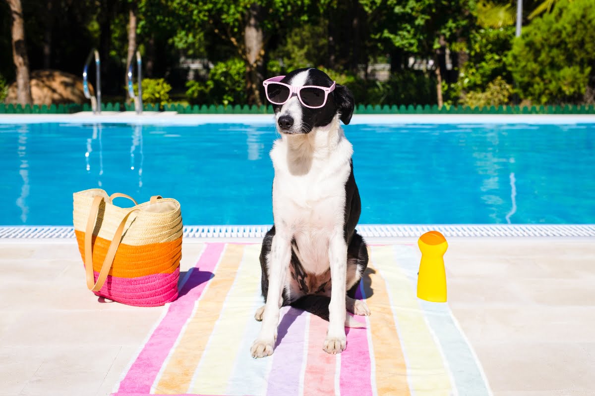 A black and white dog wearing pink sunglasses sits on a striped towel by a pool, next to a beach bag and a yellow toy, highlighting pool safety for dogs, with trees in the background.
