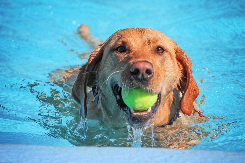 Golden retriever swimming in a pool with proper pool safety for dogs, fetching a green tennis ball, with water splashing around its face.