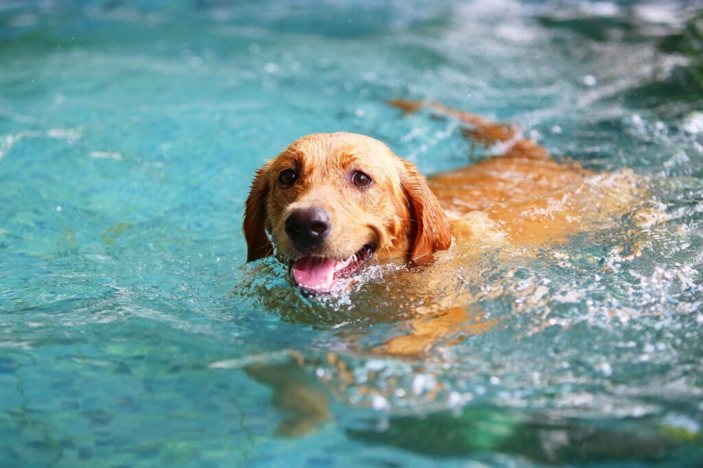 A golden retriever dog swimming in a clear blue pool, its head above water as it looks forward with a tongue out, demonstrating pool safety for dogs.