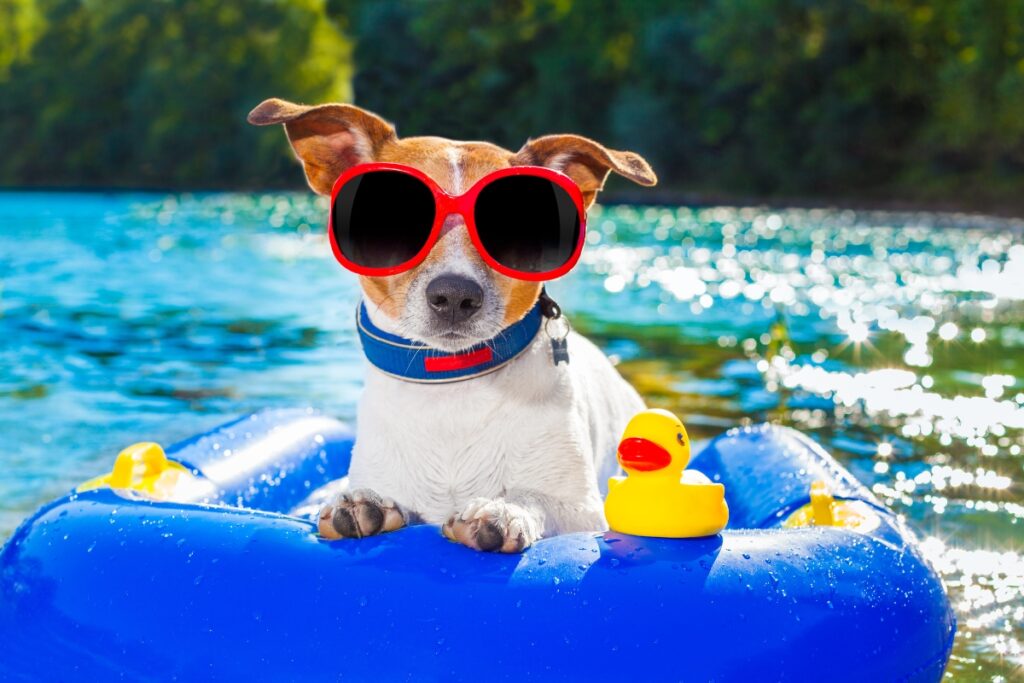 A dog wearing large red sunglasses and a blue collar, lounging on a blue inflatable raft with a rubber duck, on a sunny day by the water, demonstrating pool safety for dogs.