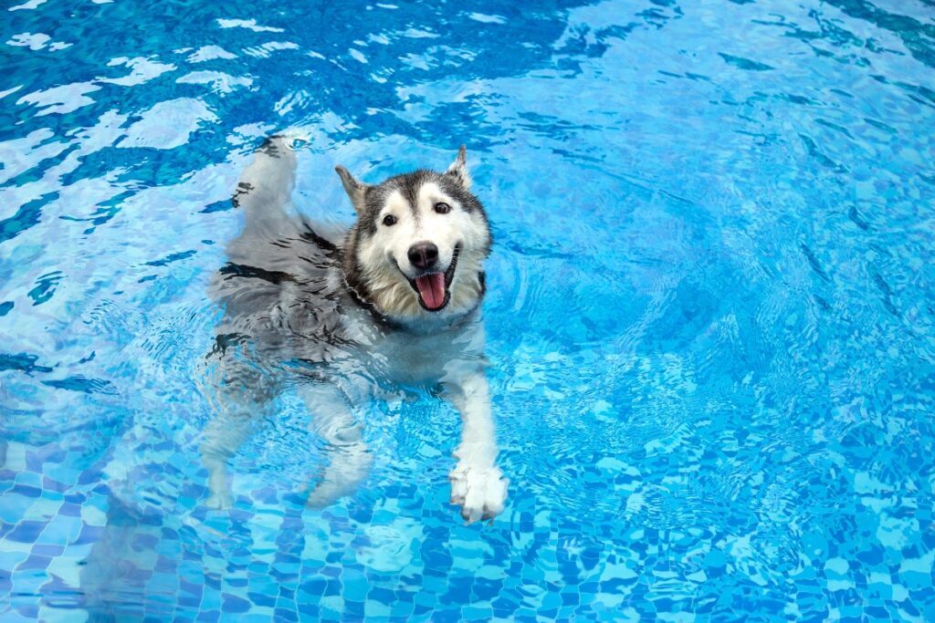 A Siberian husky swimming in a clear blue pool, looking at the camera with its tongue out, demonstrating pool safety for dogs.