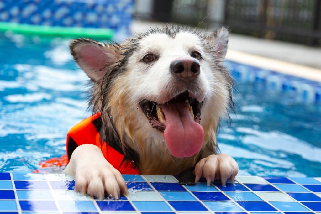 A wet dog wearing an orange life vest climbs out of a blue swimming pool, tongue out and looking excited about pool safety for dogs.