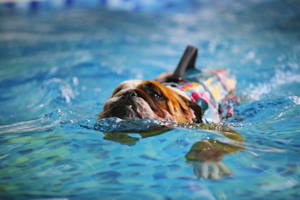 A bulldog wearing a colorful floral life jacket practices pool safety for dogs, swimming in clear blue water with its focus directed forward.