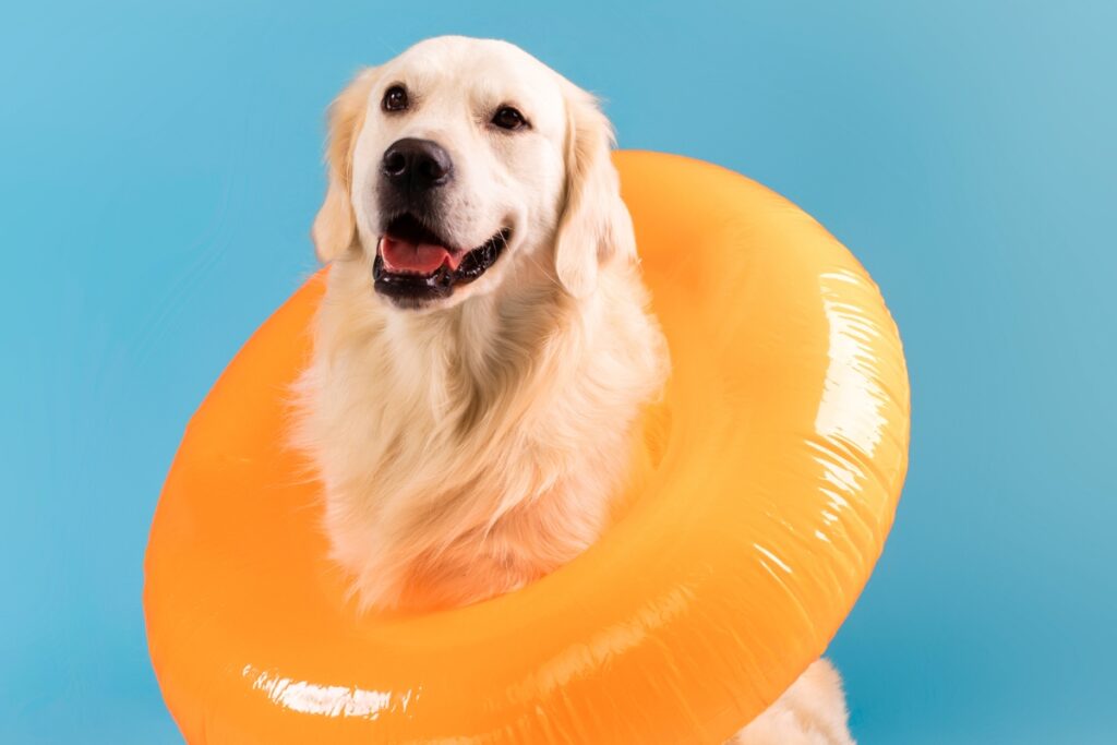 A golden retriever wearing an orange inflatable pool safety ring around its neck against a blue background.