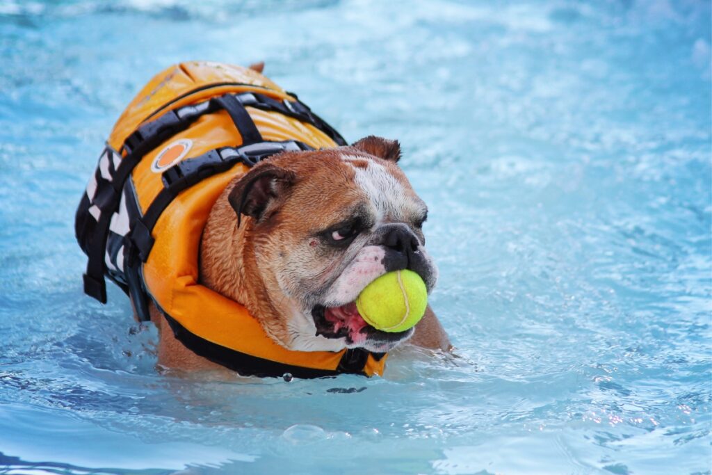 A bulldog wearing a yellow life jacket practices pool safety for dogs while swimming in a pool with a tennis ball in its mouth.