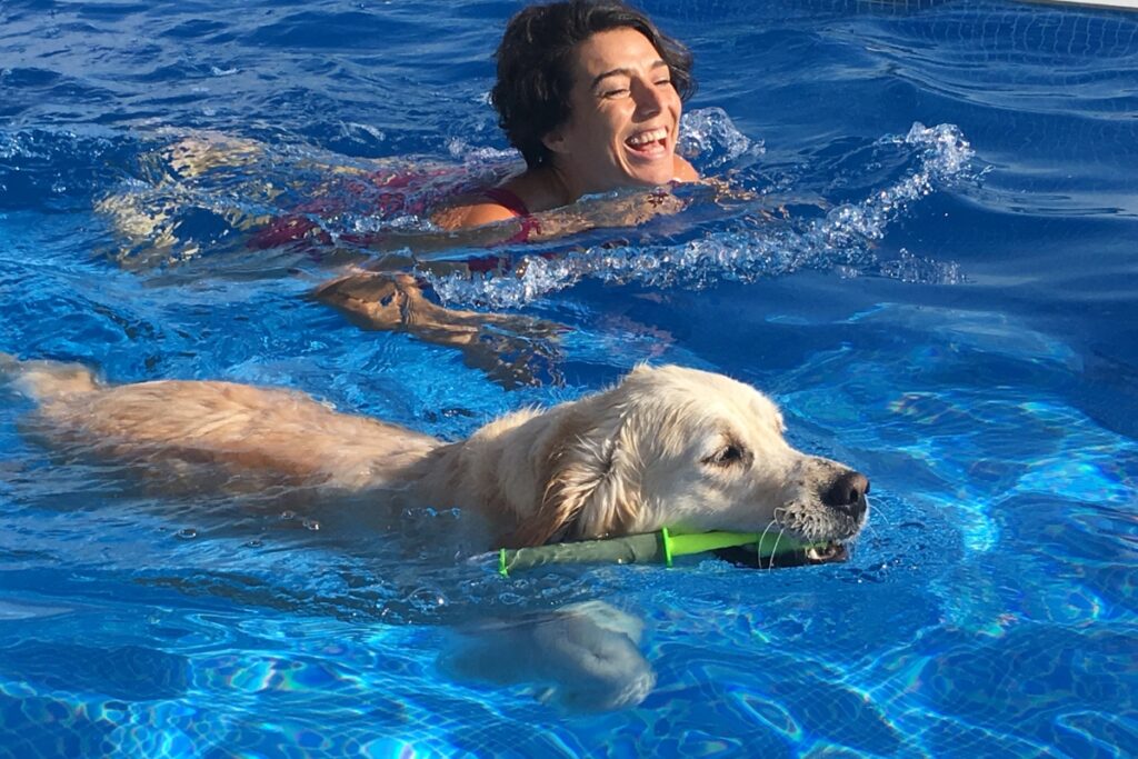 A woman and a dog practicing pool safety for dogs while swimming in a pool, the dog carrying a green toy in its mouth.