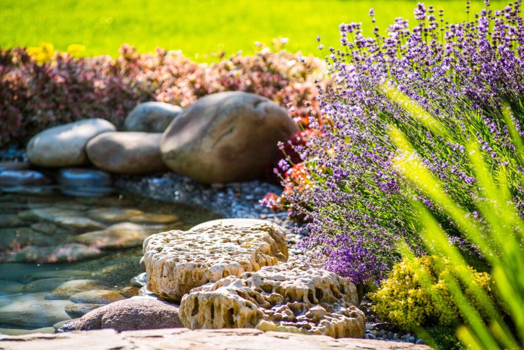 A landscaped garden scene with decorative rocks, a small pond, blooming purple flowers, and green foliage under bright sunlight.